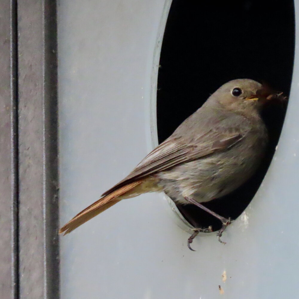 Weibchen Adult
