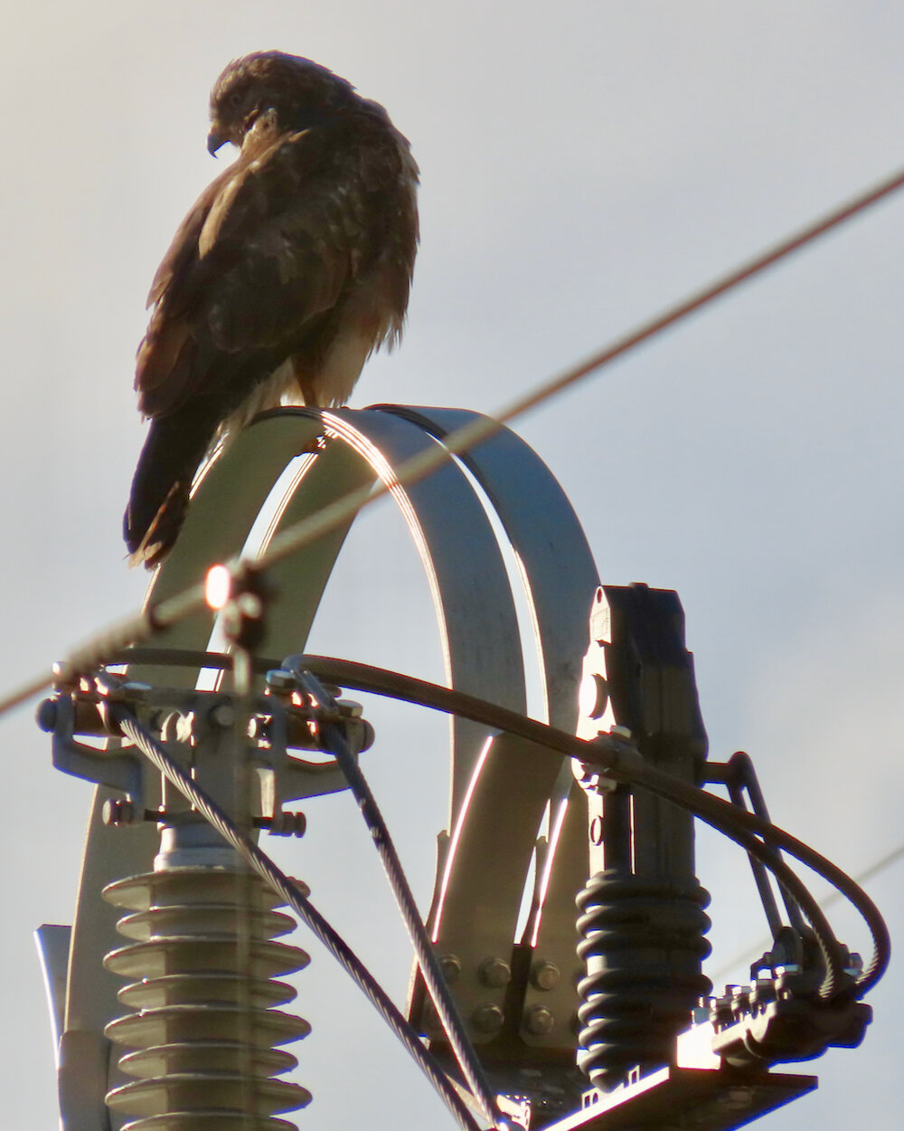 auf seiner (SBB-Mast) Warte