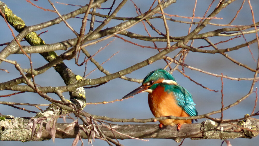 Weibchen
