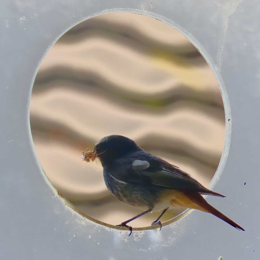Männchen Adult
