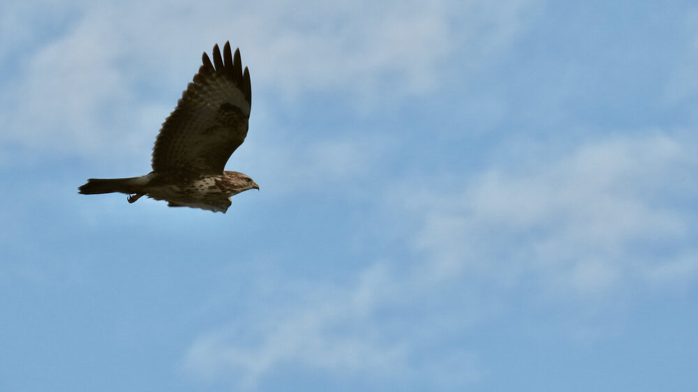 im Flug