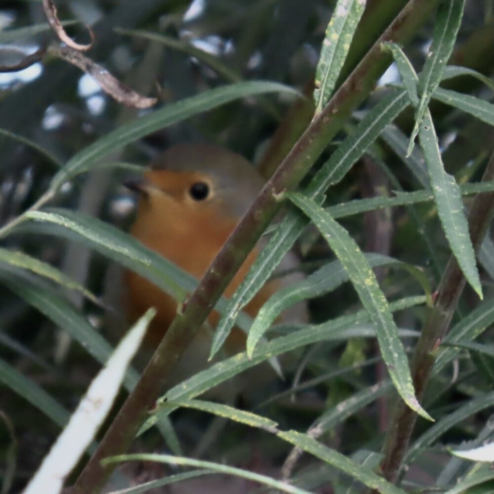 im Versteck