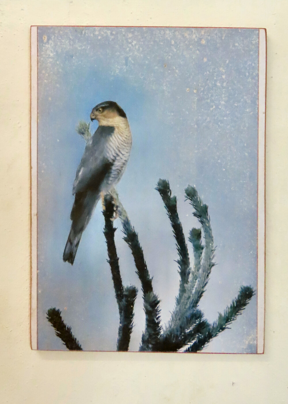 Sparviero m., 2024 (Churwalden, 02.01.2022)