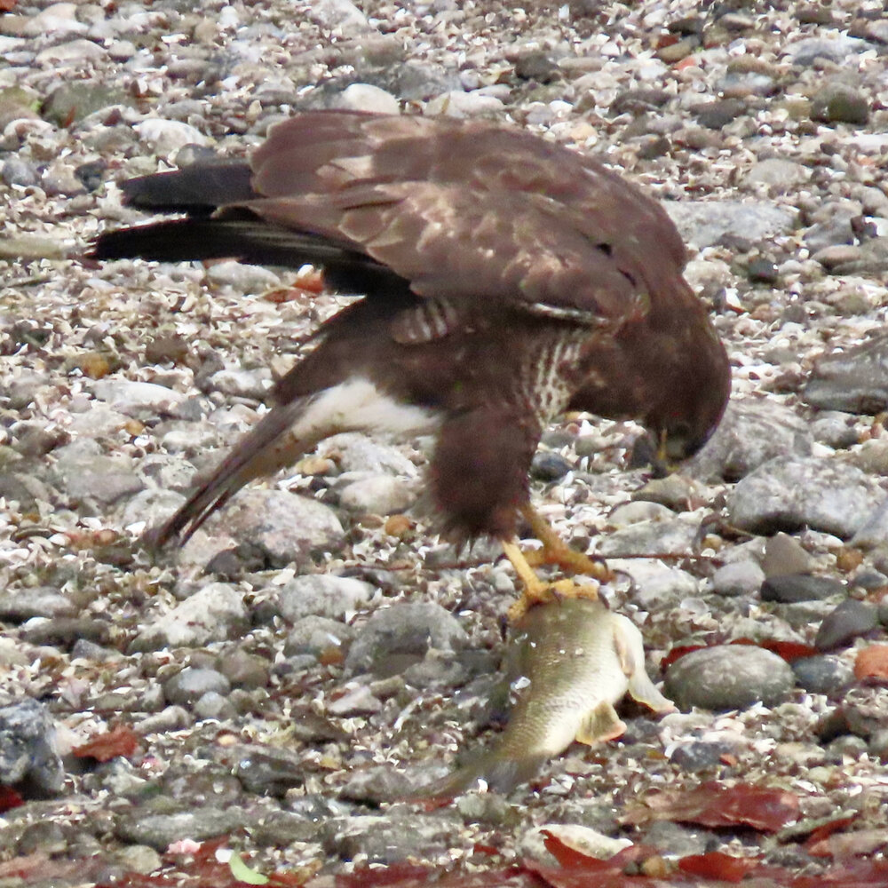 an verendeten Fisch futternd