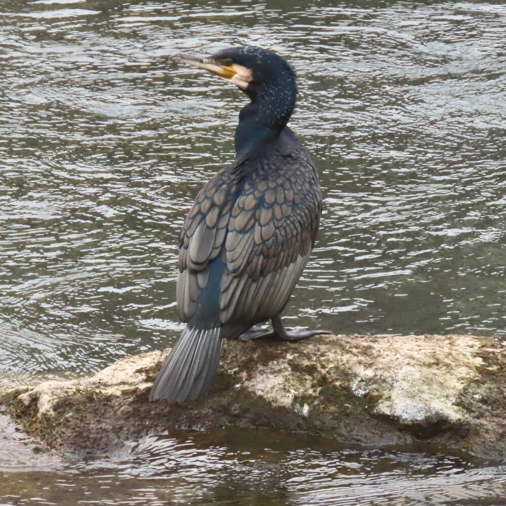 Adult Schlichtkleid