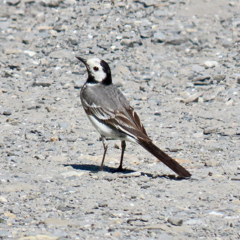 Adult