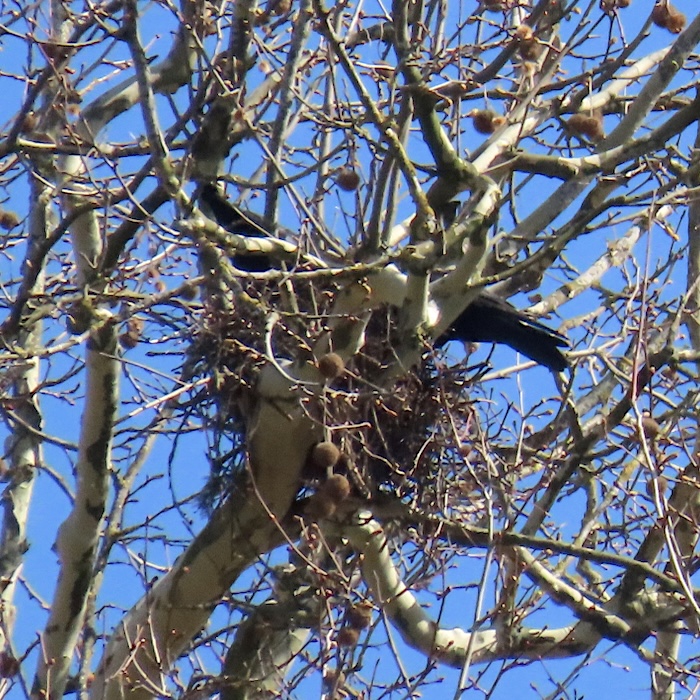 im Nest